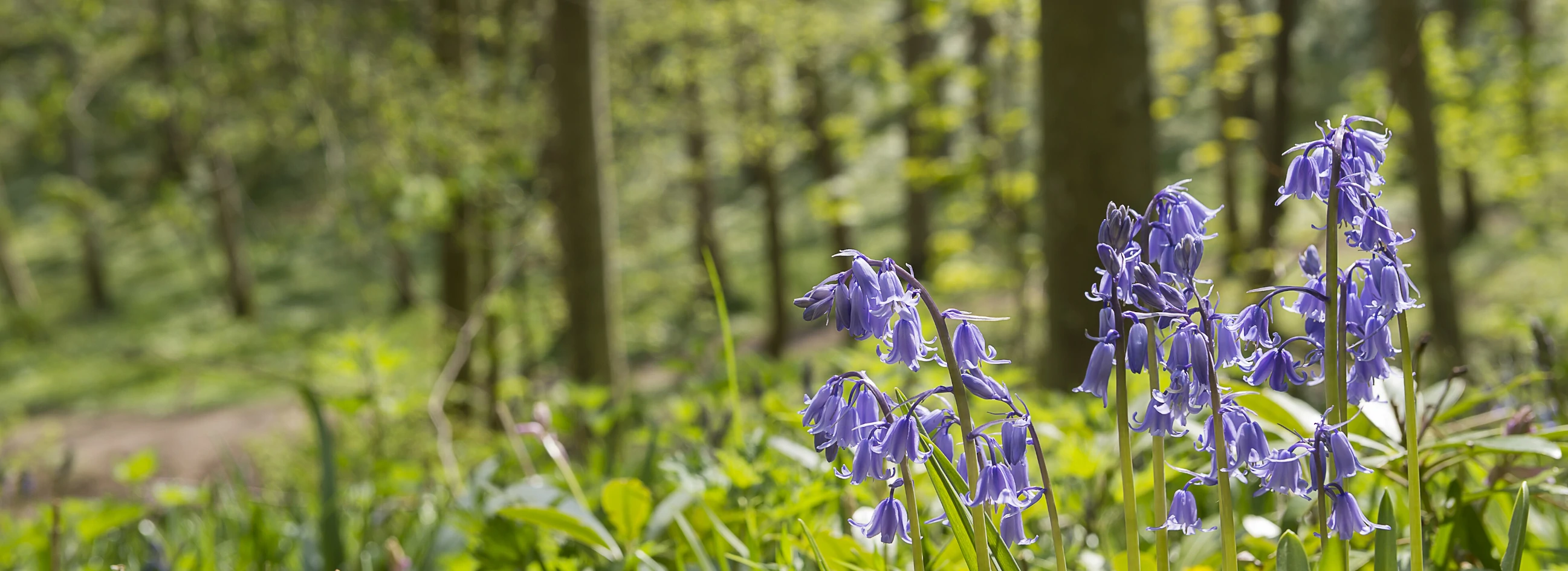Bluebells with woodland in the background at the Dunnottar Woodland Park
