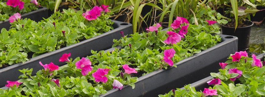 Plant pots with bright flowers