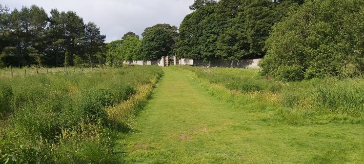 Example of biodiversity work, green space with different plants