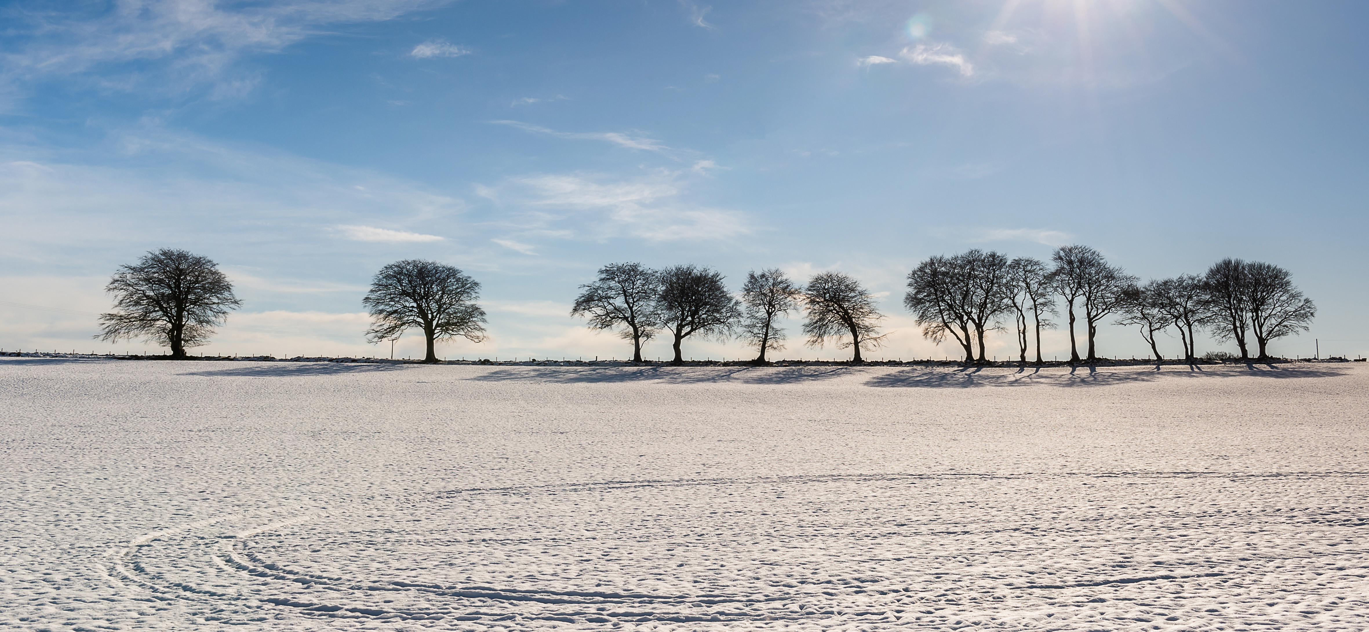 Bare trees in winter near Easter Aquhorthies Stone Circle, Inverurie