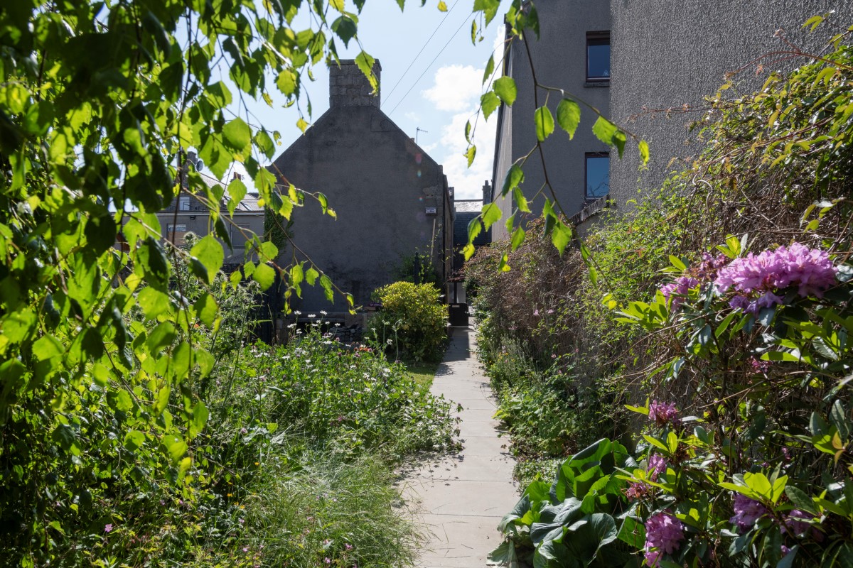 Wildflowers and plants in foreground with paved path between two buildings in background