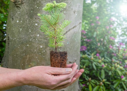 Close up of hands holding up a young tree with its roots and plants in the background