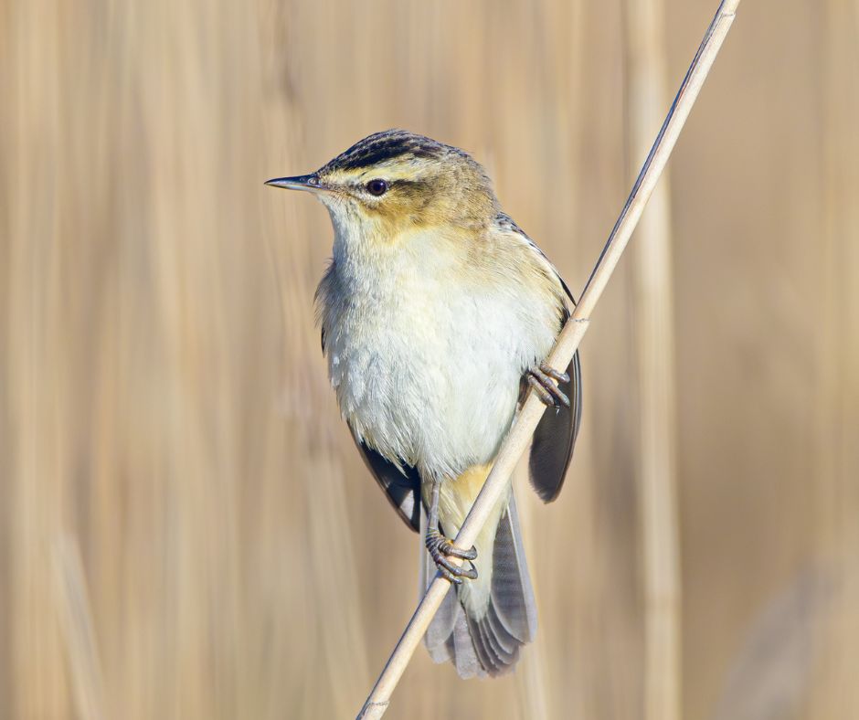 A Sedge Warbler