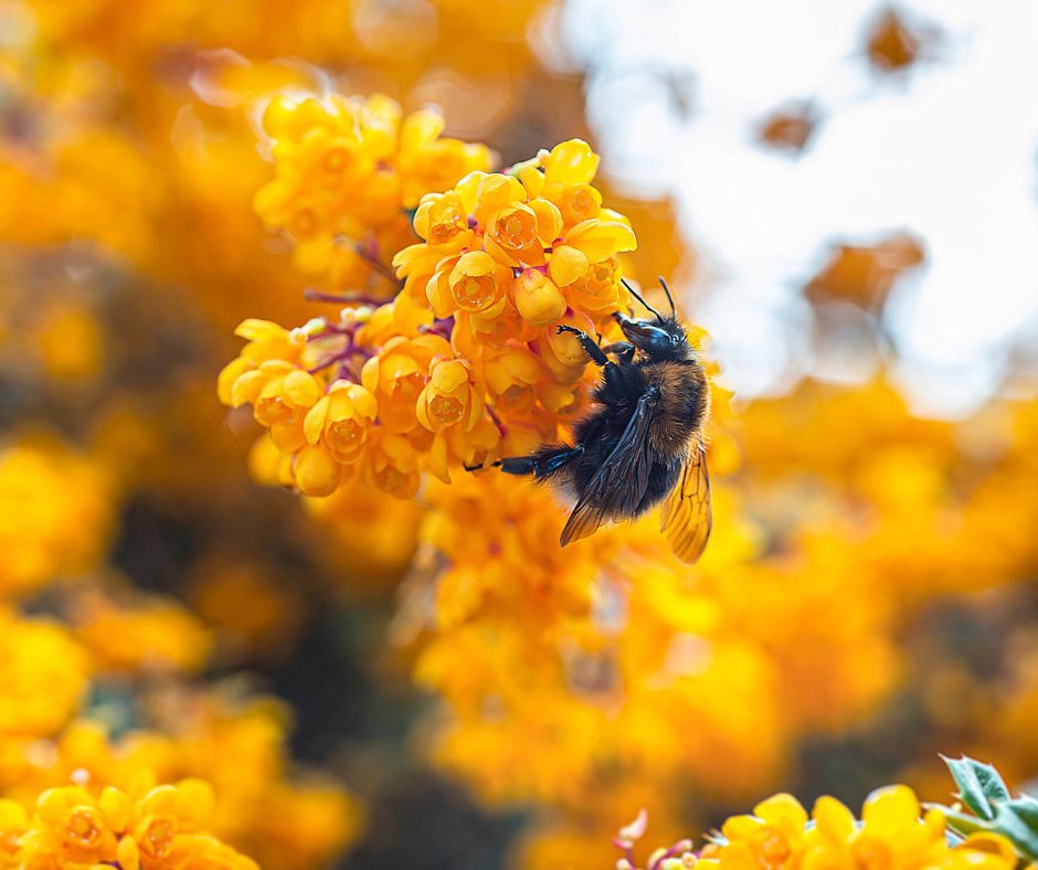 A pollinating instect on a flower. It's a bee.