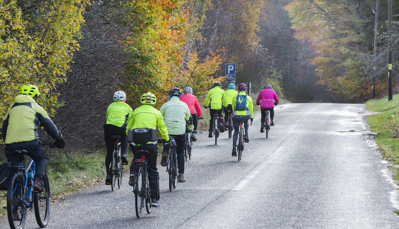 Group of cyclists cycling on a road with autumnal trees on a side