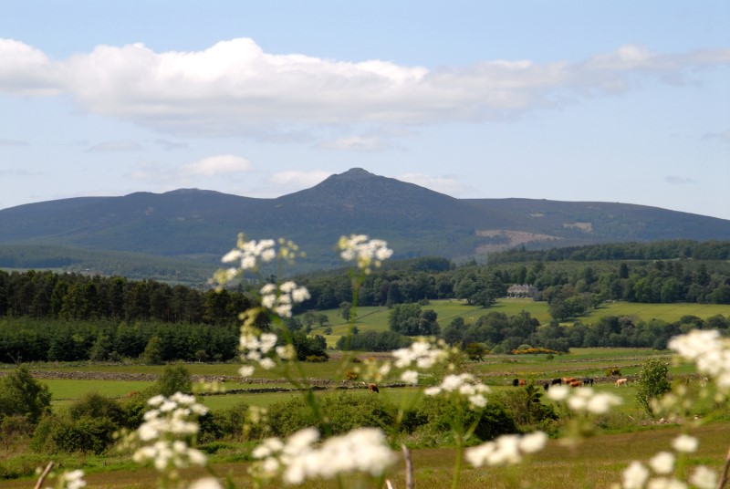 A picture of Bennachie looking over farmland with trees and flowers