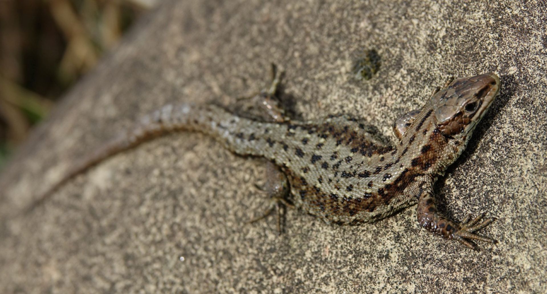 Lizard by Liz Bracegirdle