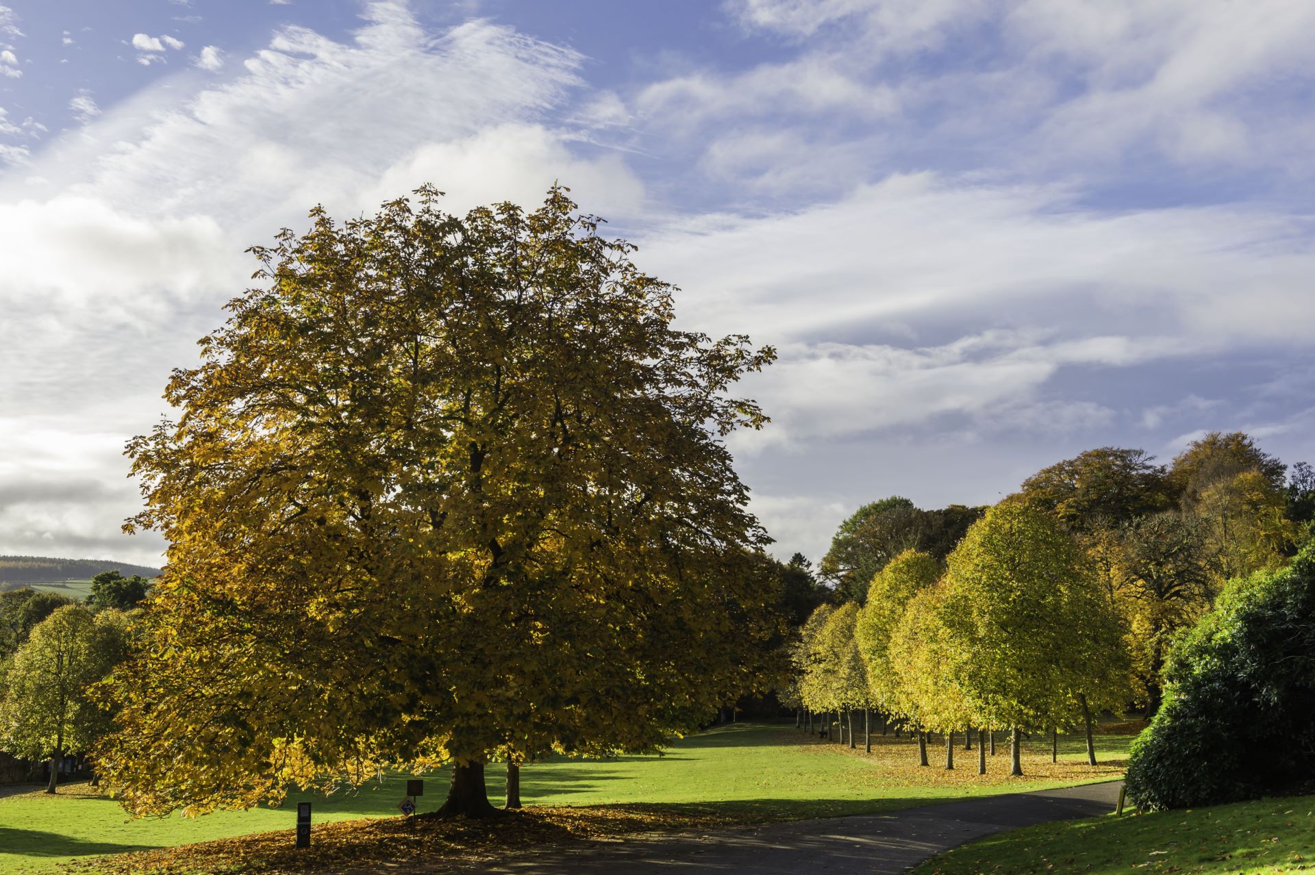 Autumn leaves on trees in landscape photo